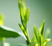 在杭州，獅峰龍井多少錢一斤？