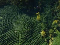 西湖龍井是不是有5個產(chǎn)區(qū)，哪個產(chǎn)區(qū)最好