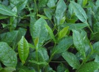 番茄潛葉蛾最佳防治方法？